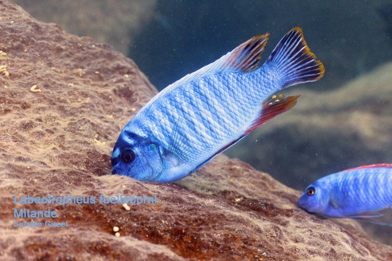 Labeotropheus fuelleborni 'Mitande Reef (Rocks)'
